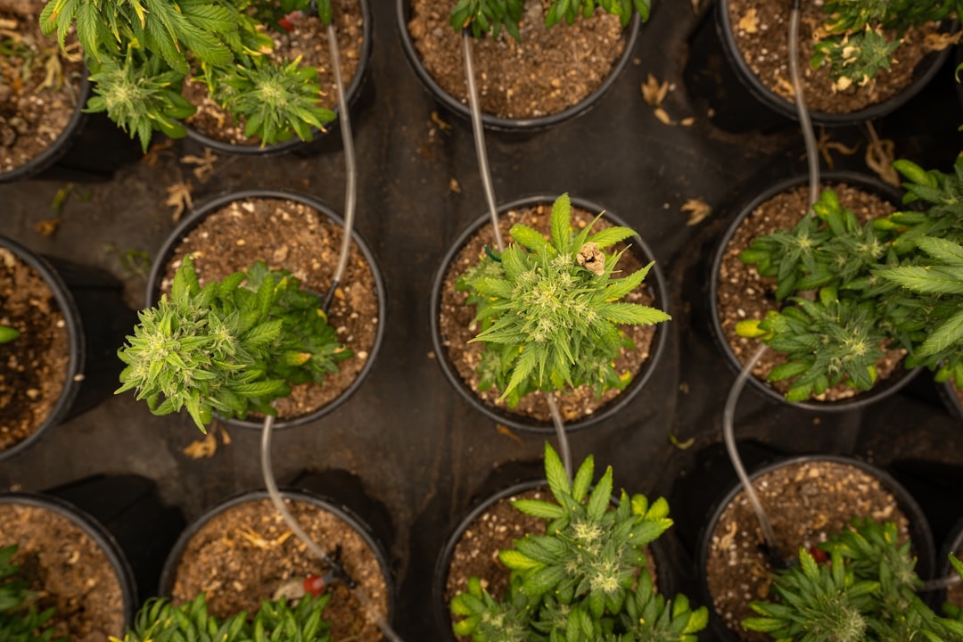 Evaluating Community Impact of Cannabis Dispensary Initiatives